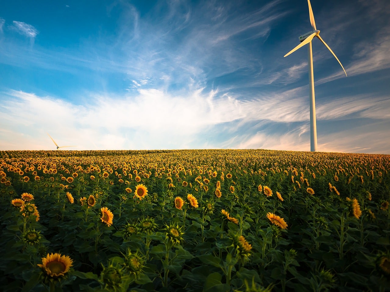 sunflowers, windmill, field-1853323.jpg